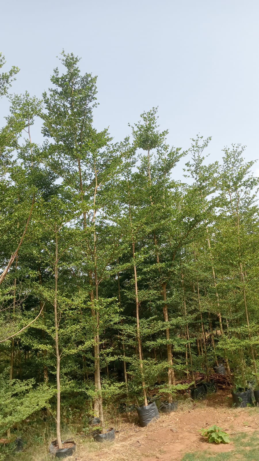 TERMINELIYA MESTALI GREEN